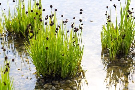 Plants used at natural swimming pond for purifying water