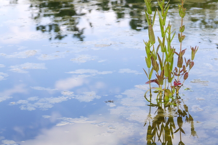 Plants used at natural swimming pond for purifying waterの写真素材