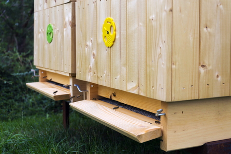 Bees flying into wooden hive on a sunny day