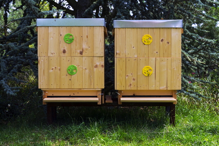 Bees flying into wooden hive on a sunny dayの写真素材