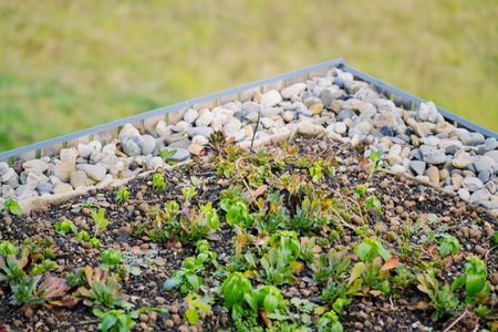 Detail of stones on extensive green living roof vegetation covered の写真素材