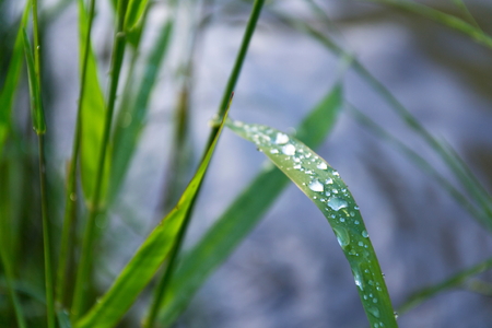Filtered green grass after rain, healthy lifestyle bio ecology concept の写真素材