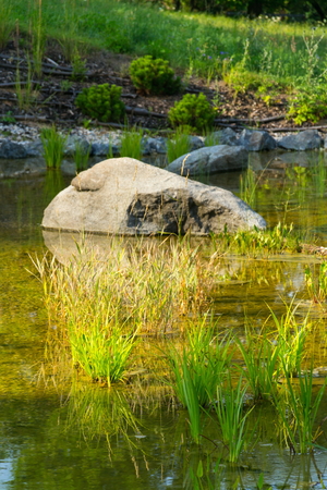 Plants used at natural swimming pond for purifying waterの写真素材