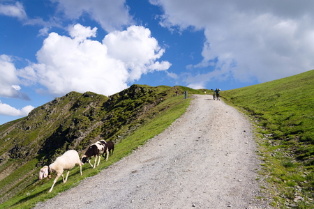 Mountain bikers push bikes to Hacklberg trail startin at the Schattberg West cable car station with sheep in foreground, Saalbach-Hinterglemm, Austriaのeditorial素材