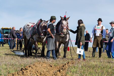 KAMENICE NAD LIPOU, CZECH REPUBLIC - OCTOBER 6 2018: Plowing horses on field on ploughing championship on October 6, 2018 in Kamenice nad Lipou, Czech Republic.のeditorial素材