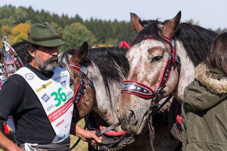 KAMENICE NAD LIPOU, CZECH REPUBLIC - OCTOBER 6 2018: Plowing horses on field on ploughing championship on October 6, 2018 in Kamenice nad Lipou, Czech Republic.のeditorial素材