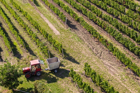 Red tractor ready for harvesting grapes in vineyar, sunny autumn day, Southern Moravia, Czech Republicの写真素材