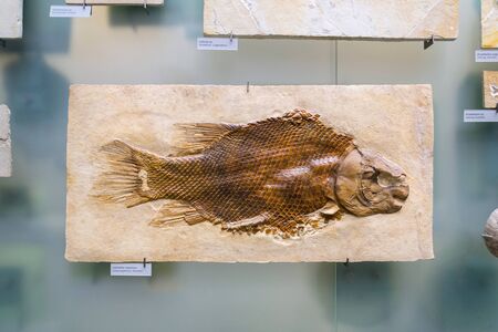 BERLIN, GERMANY - MAY 16 2018: Lepidotes maximus fish fossil skeleton on May 16, 2018 in Berlin, Germany.のeditorial素材