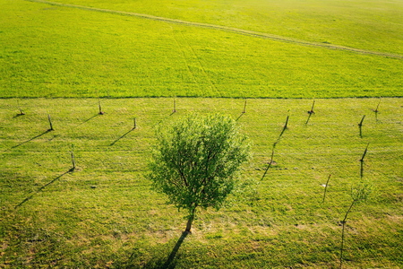 One gronw fruit tree surrounded by younger small trees in beautiful green orchard, sunny summer day, healthy lifestyle, new year resolution conceptの写真素材