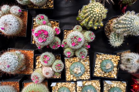 Beautiful colorful blooming cactus flower plants, flat lay viewの写真素材