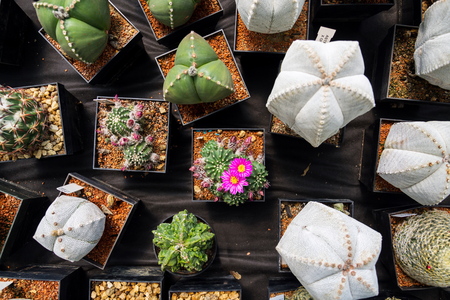 Beautiful colorful blooming cactus flower plants, flat lay viewの写真素材
