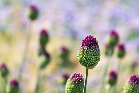 Beautiful purple green blooming round-headed garlic flower, allium sphaerocephalon on blurred summer meadow background, sunny dayの写真素材