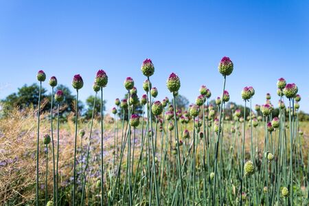 Beautiful purple green blooming round-headed garlic flower, allium sphaerocephalon on blurred summer...