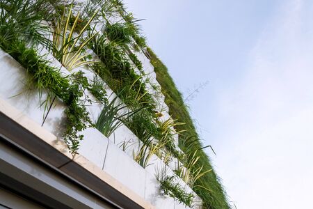 Window surrounded with root zone waste water treatment plant for greene vertical living wall,...