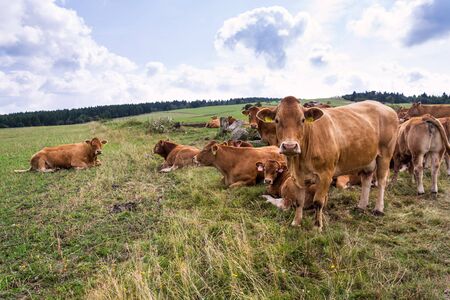 Herd of cows looking at camera and pasture on beautiful green mountain meadow, summer day copy space, sustainable ecological organic farming conceptの写真素材