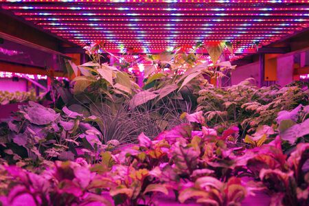 Various herbs and vegetables grow under special LED lights belts in aquaponics system combining fish aquaculture with hydroponics, cultivating plants in water under artificial lightingの写真素材