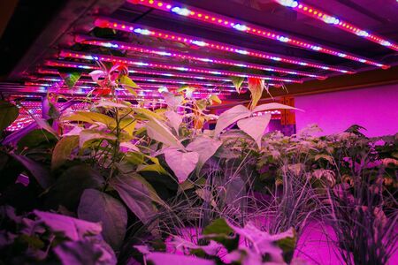 Various herbs and vegetables grow under special LED lights belts in aquaponics system combining fish aquaculture with hydroponicsの写真素材