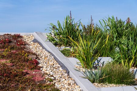 Root zone waste water sewage treatment plant on the extensive green ecological living sod roof の写真素材