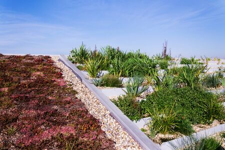Root zone waste water sewage treatment plant on the extensive green ecological living sod roof の写真素材