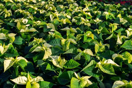 Red and green poinsettia Christmas star flower planted in greenhouse, traditional Chrismas floral display decorationの写真素材