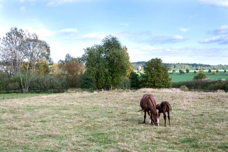 Beautiful brown foal sucking from mare horse on pasture, summer dayの写真素材