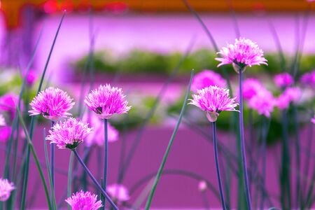 Chives in aquaponics system, fish aquaculture with hydroponics cultivating plants in water under artificial lighting, Allium schoenoprasumの写真素材