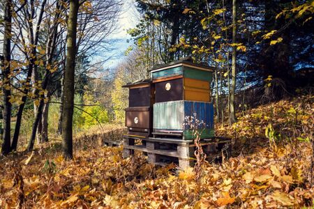 Colorful wooden beehives in beatiful autumn nature, sunny dayの写真素材