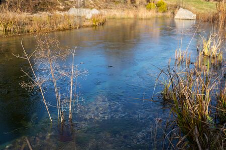 Plants at frozen natural swimming pool filtering water without chemicals, sunny winter dayの写真素材