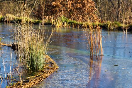Plants at frozen natural swimming pool filtering water without chemicals, sunny winter dayの写真素材
