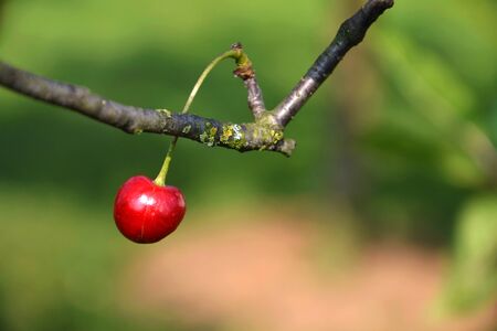 Red ripe cherries on branch of cherry tree with green nature leaves fuzzy background out of focusの写真素材