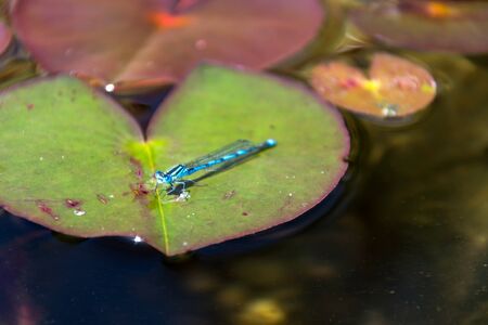 Close-up of blue-tailed damselfly sitting on water lily at natural swimming pool, sunny dayの写真素材