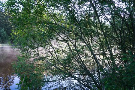 Morning haze over surface of the Pohorsky pond know as Jiricka reservoir near Pohorska Ves, Novohradske Mountains, Cesky Krumlov District, South Bohemian Region, Czech Repubic, sunny summer dayの写真素材