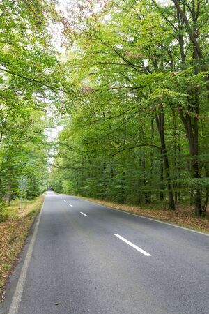 Empty road with broken line in the middle of deciduous forest, green trees alley, sunny summer day, carbon gas emissions or wanderlust conceptの写真素材