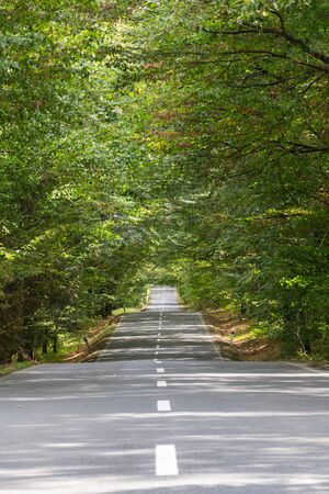 Empty road with broken line in the middle of deciduous forest, green trees alley, sunny summer day, carbon gas emissions or wanderlust conceptの写真素材