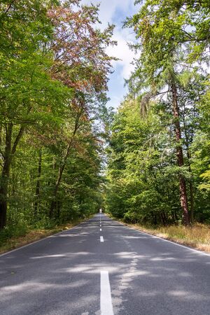 Empty road with broken line in the middle of deciduous forest, green trees alley, sunny summer day, carbon gas emissions or wanderlust conceptの写真素材