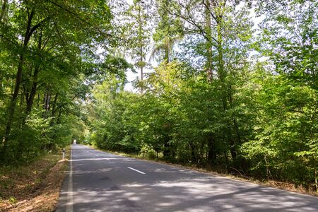 Empty road with broken line in the middle of deciduous forest, green trees alley, sunny summer day, carbon gas emissions or wanderlust conceptの写真素材