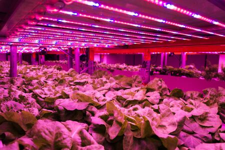 Special LED lights belts above lettuce in aquaponics system combining fish aquaculture with hydroponics, cultivating plants in water under artificial lighting, indoorsの写真素材