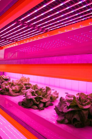 Special LED lights belts above lettuce in aquaponics system combining fish aquaculture with hydroponics, cultivating plants in water under artificial lighting, indoorsの写真素材