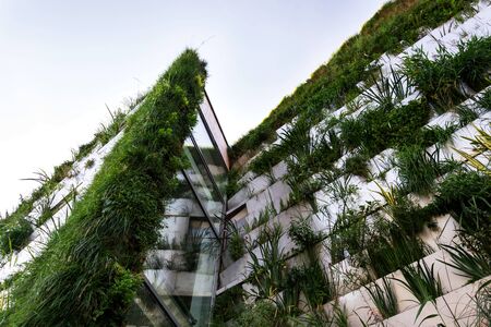 Green vertical living wall with root zone waste water treatment, exterior facade on modern building cooling with plants air conditioningの写真素材