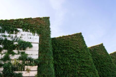 Green vertical living wall with root zone waste water treatment, exterior facade on modern building cooling with plants air conditioningの写真素材
