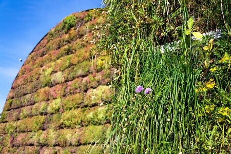 Flowering chives, allium schoenoprassum, on green living wall, vertical garden exterior facade with flowers and plants on sunny summer dayの写真素材