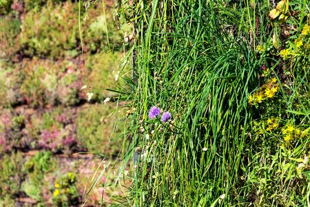 Flowering chives, allium schoenoprassum, on green living wall, vertical garden exterior facade with flowers and plants on sunny summer dayの写真素材