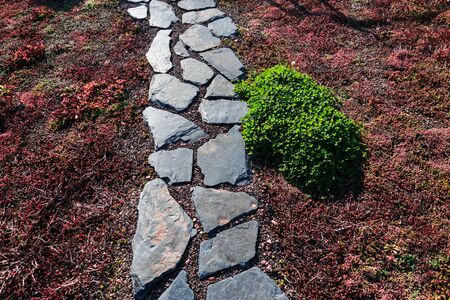 Rustic natural spaced-out stones garden path walkway with vegetation used on extensive green living roofの写真素材