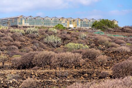 Glass greenhouses in the middle of arid landscape, Tenerife coast near El Medano, Canary Islands, Spain, sunny summer dayの写真素材