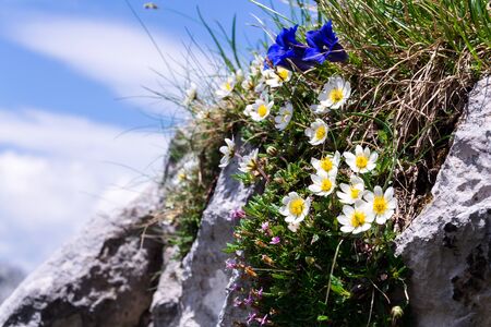 Alpine mountain wildflowers near top of the Grosser Donnerkogel Mountain in Alps, Gosau, Gmunden district, Upper Austria federal state, sunny summer day, clear blue sky, exploration wanderlust conceptの写真素材