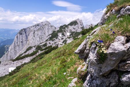 Alpine mountain wildflowers near top of the Grosser Donnerkogel Mountain in Alps, Gosau, Gmunden district, Upper Austria federal state, sunny summer day, clear blue sky, exploration wanderlust conceptの写真素材
