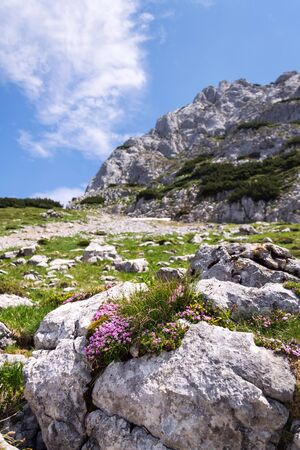 Alpine mountain wildflowers near top of the Grosser Donnerkogel Mountain in Alps, Gosau, Gmunden district, Upper Austria federal state, sunny summer day, clear blue sky, exploration wanderlust conceptの写真素材