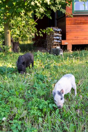 Small domestic vietnamese baby mini pig running on green grass on garden around house, sunny summer dayの写真素材