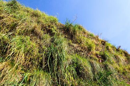 Green plants and grass growing through mesh of galvanized iron wire gabion boxes filled with soil, green living wall, vertical garden exterior facade の写真素材