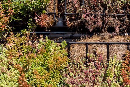 Green plants and grass growing through mesh of galvanized iron wire gabion boxes filled with soil, green living wall, vertical garden exterior facade の写真素材